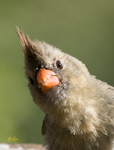 Northern Cardinal 4843
